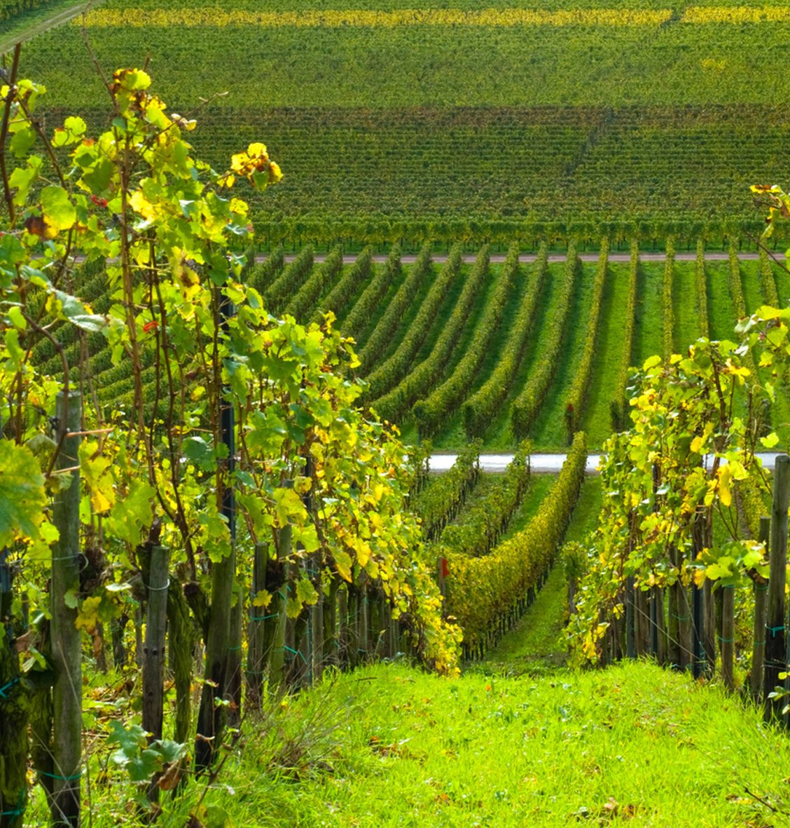 Alsace & Champagne