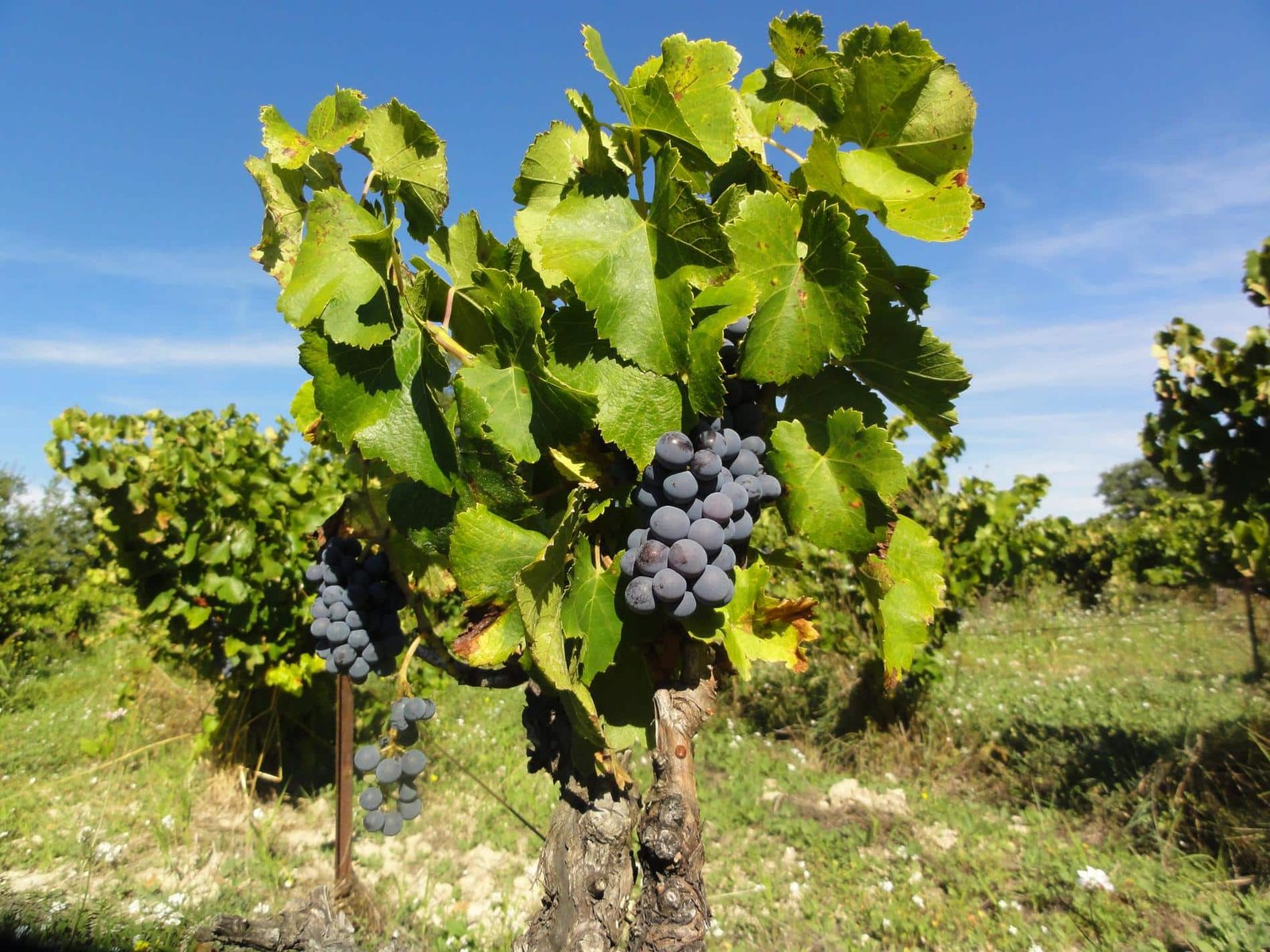 Wine regions — photo gallery 3