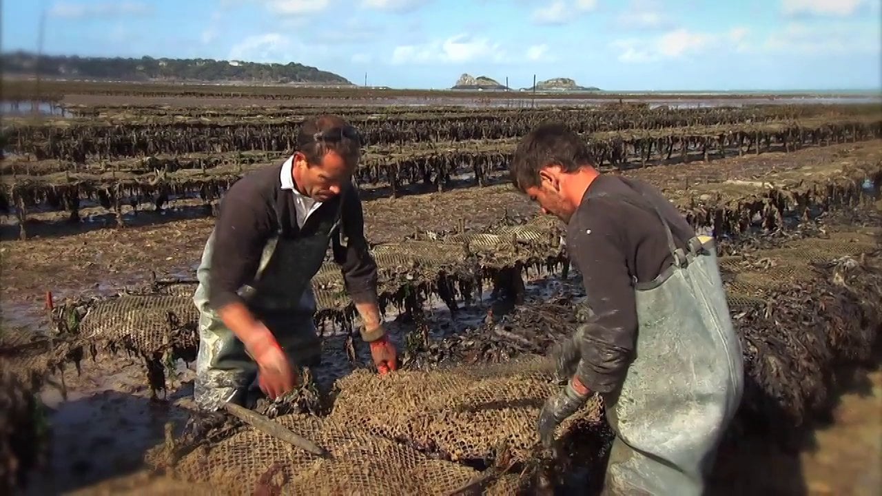 Oyster farmers at work